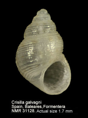 Crisilla galvagni.JPG - Crisilla galvagni(Aradas & Maggiore,1844)